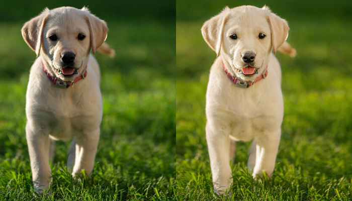 Pet Photo editing – US Photo Editing