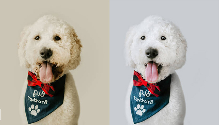 Pet-photo-ediitng-and-retouching-2