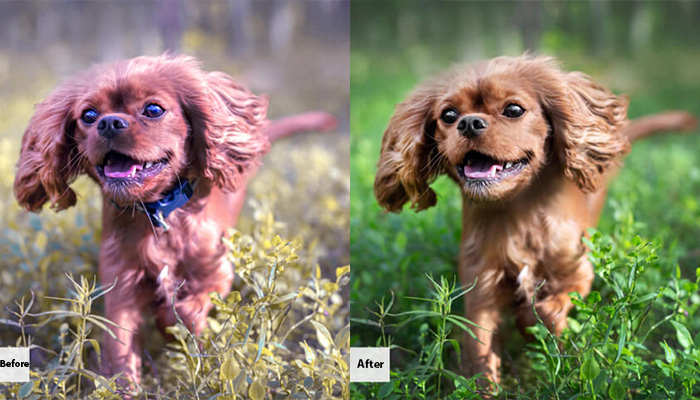 Pet-photo-ediitng-and-retouching-4