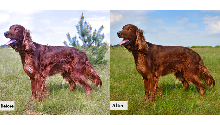 Pet-photo-ediitng-and-retouching-7