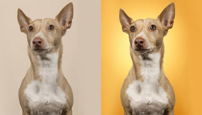 Pet-photo-ediitng-and-retouching